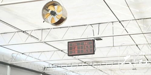 科技賦能健康餐桌 安徽5G智慧農業高硒植物工廠的生物技術創新